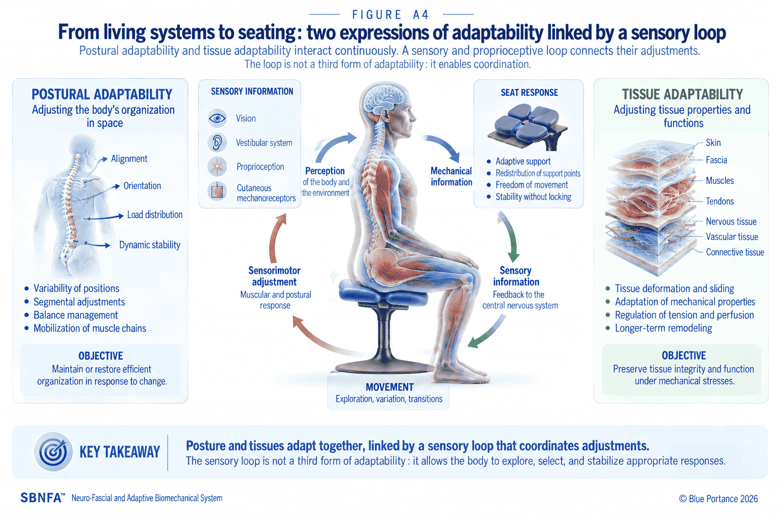 From living systems to seating: two expressions of adaptability linked by a sensory loop