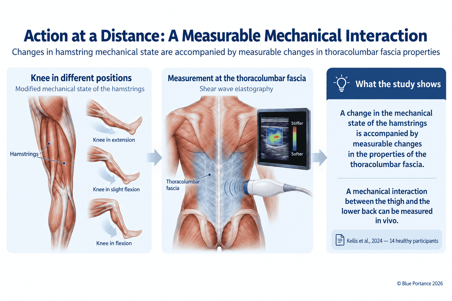 Knee position changes the stiffness of the thoracolumbar fascia measured by shear-wave elastography (Kellis et al., 2024)