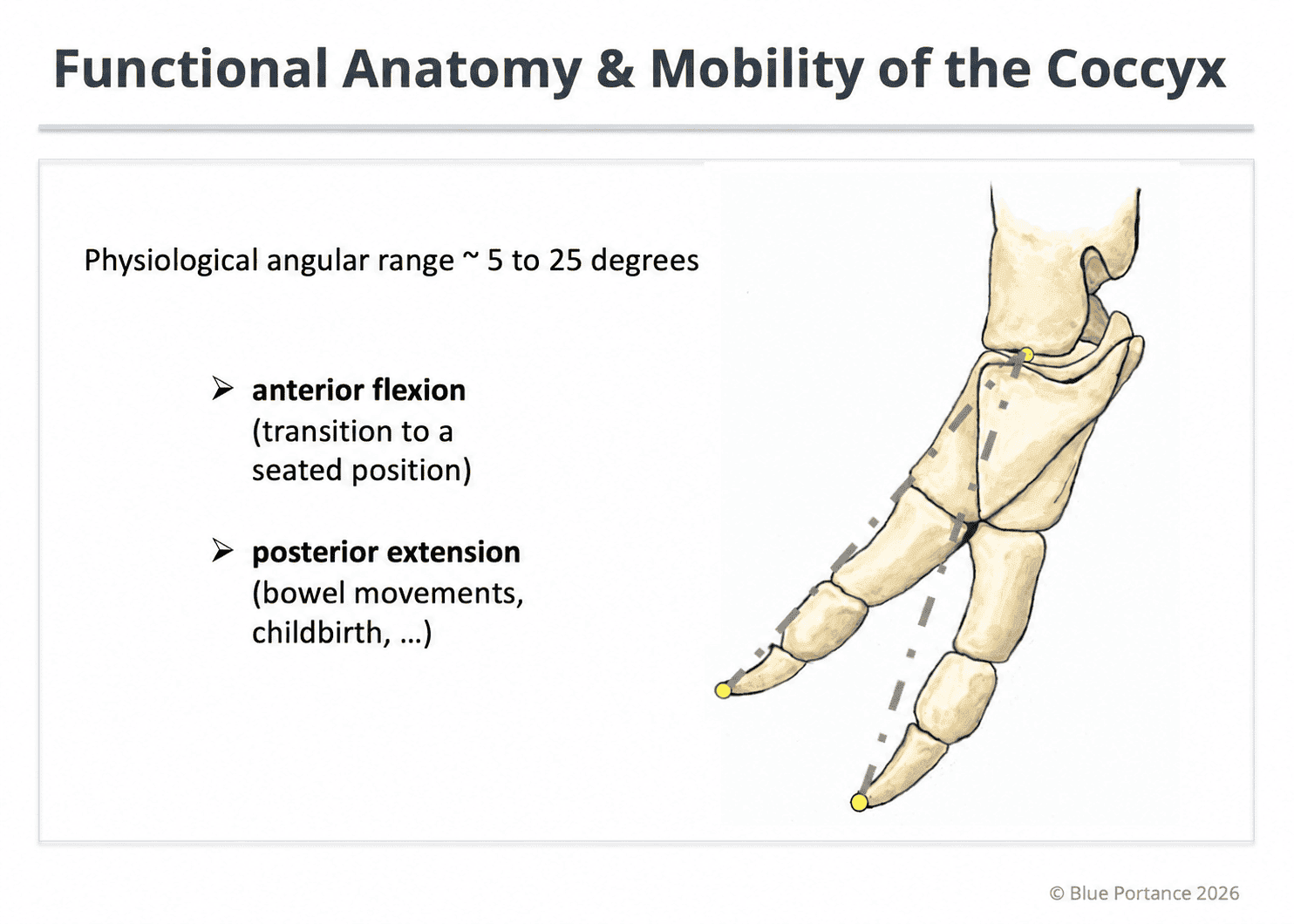 Physiological mobility of the coccyx during sitting.