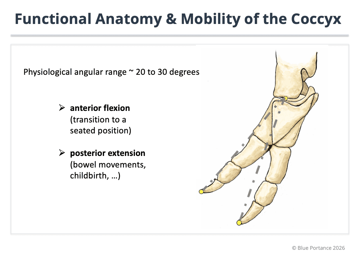 Physiological mobility of the coccyx during sitting.