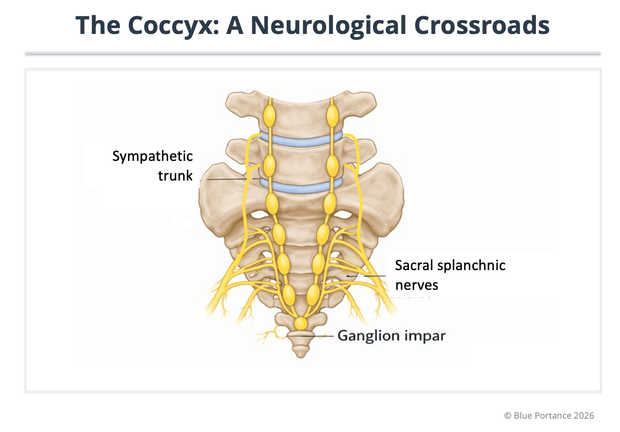 Inferior neurological crossroads at the coccyx including the ganglion impar and sympathetic chains.