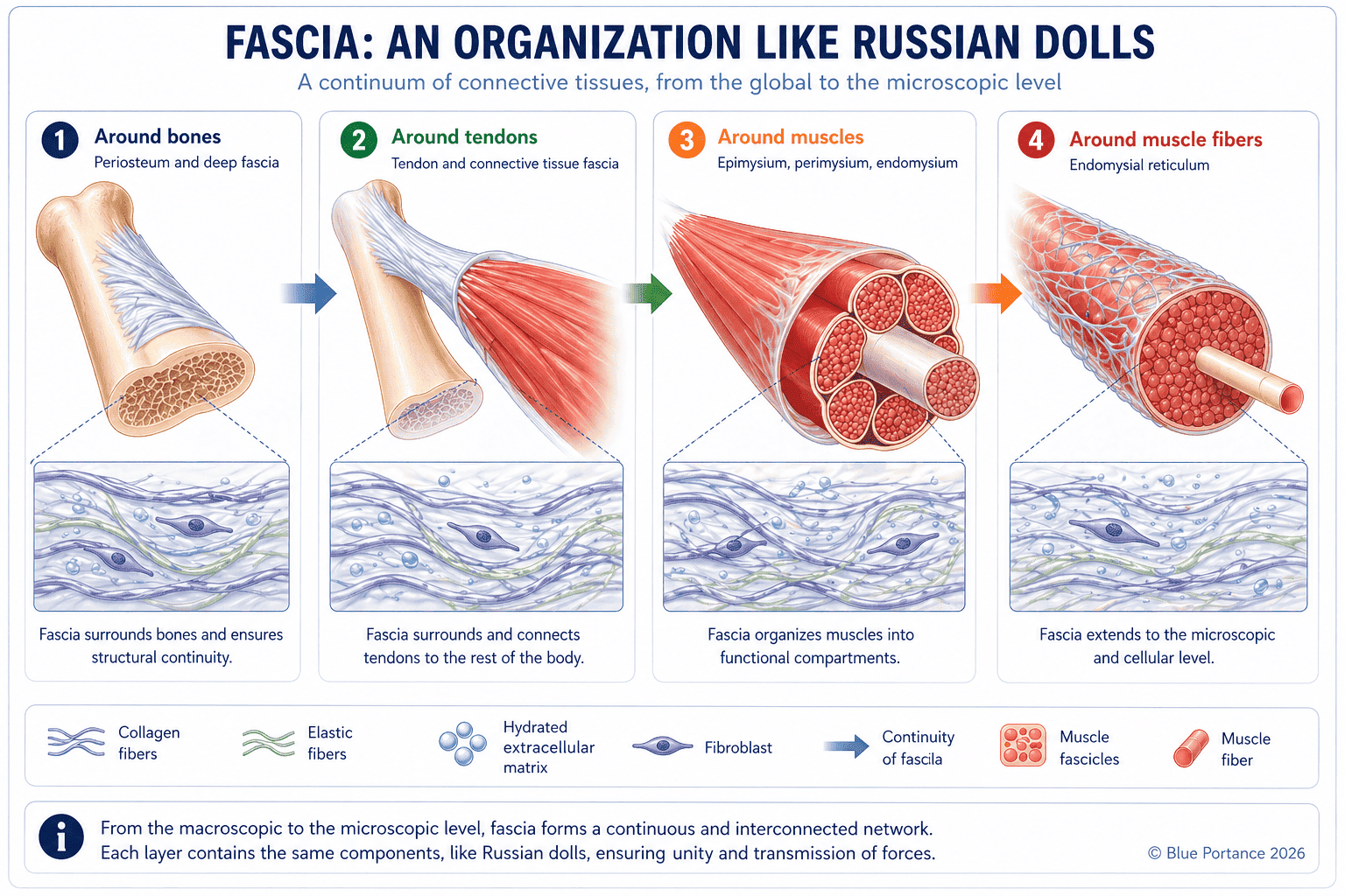 Fascia organization as nested layers from macroscopic to microscopic levels, illustrating the continuous anatomical network of connective tissue