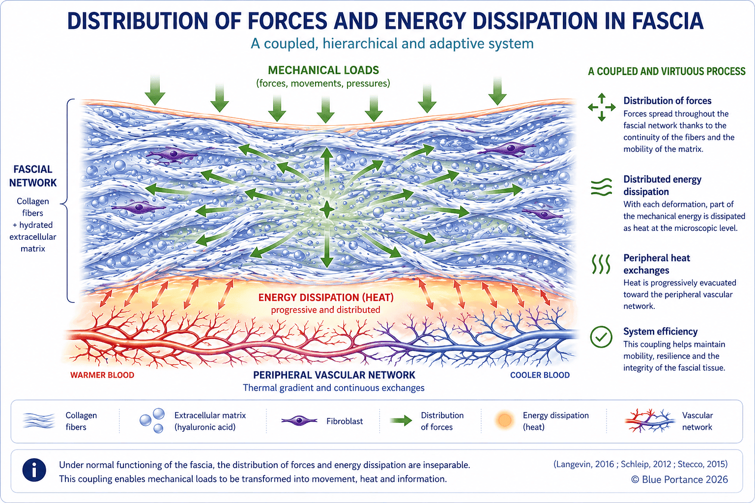 Fascial force distribution and energy dissipation through collagen fibers and the extracellular matrix