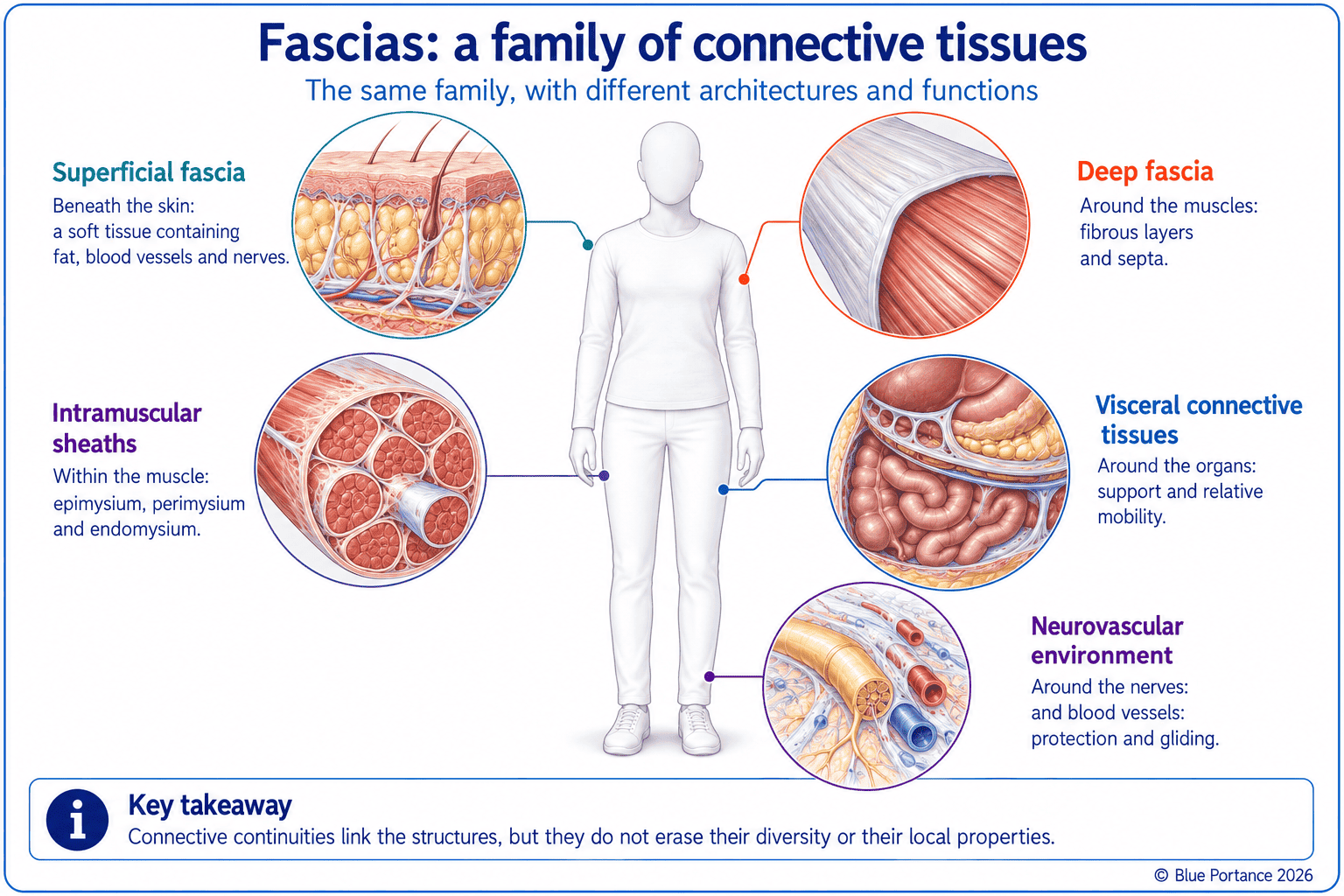 Diagram of the different families of fascia and connective tissues in the human body
