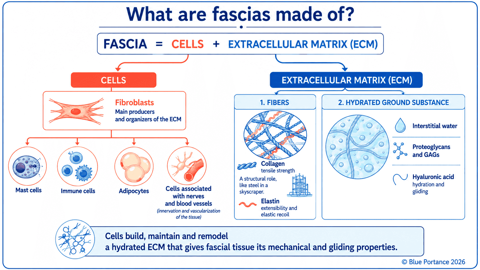Diagram showing the composition of fascia: cells (fibroblasts, mast cells, immune cells, adipocytes, cells associated with nerves and vessels) and the extracellular matrix (ECM), made up of fibers and hydrated ground substance