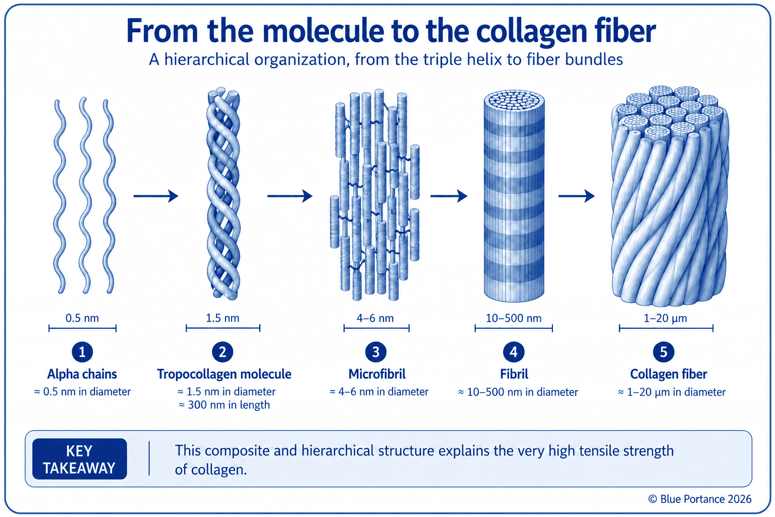 Hierarchical organization of collagen, from the triple-helix molecule to the fibril, the fiber, and then the bundle, with the characteristic dimensions of each level