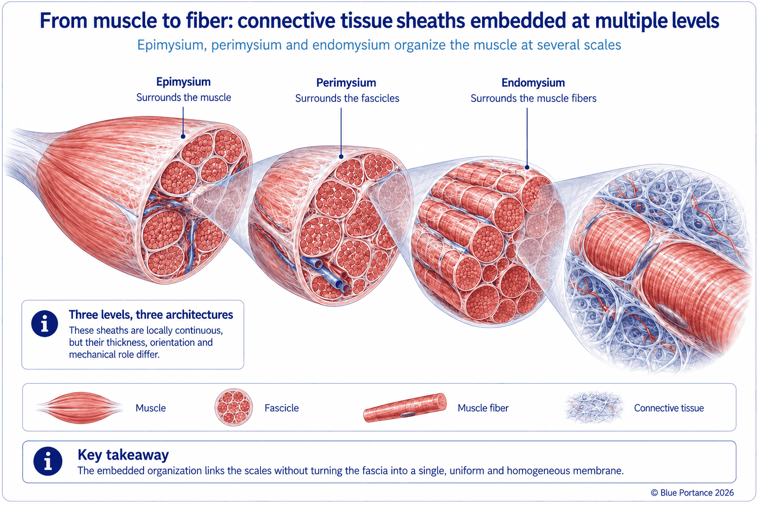 Organization of muscle into epimysium, perimysium, and endomysium