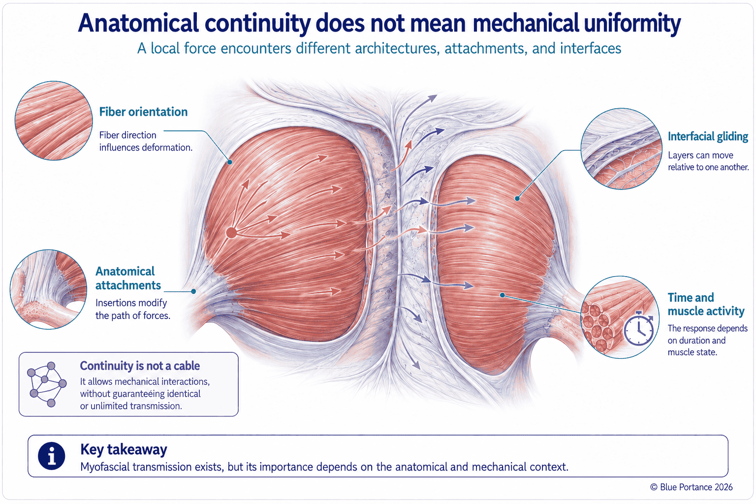 Force transmission between myofascial structures according to fiber orientation, attachments, and interfaces