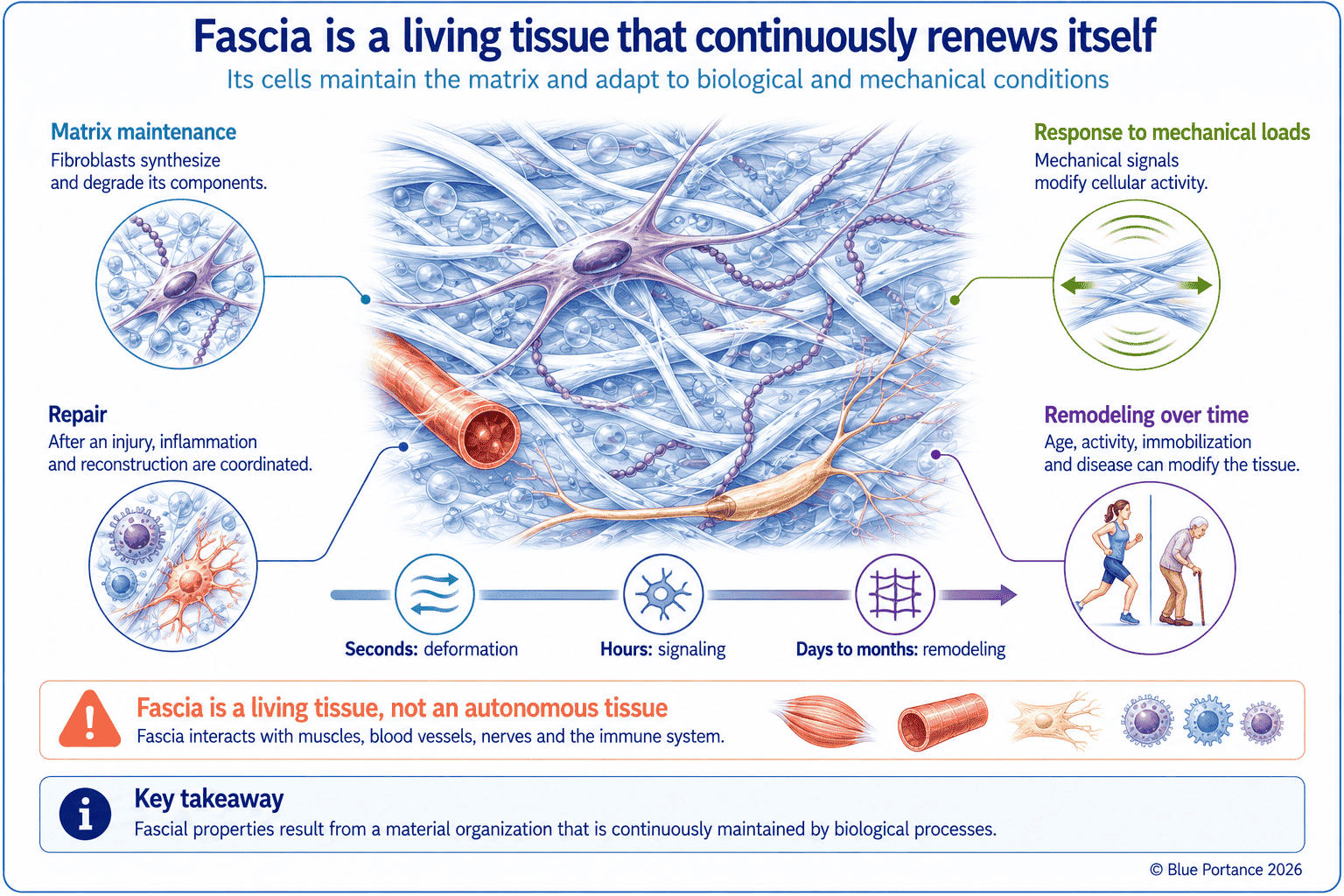 Fibroblasts, extracellular matrix, and the biological remodeling of fascia over time