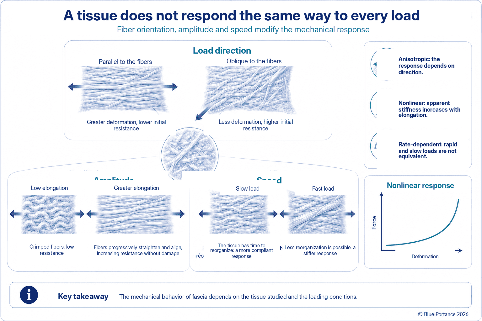 Mechanical response of fascial tissue according to fiber orientation, load amplitude, and loading rate