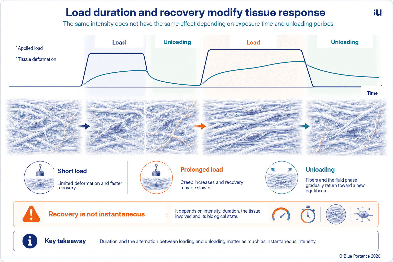Effects of a brief or prolonged load and of unloading on the deformation and recovery of fascial tissue