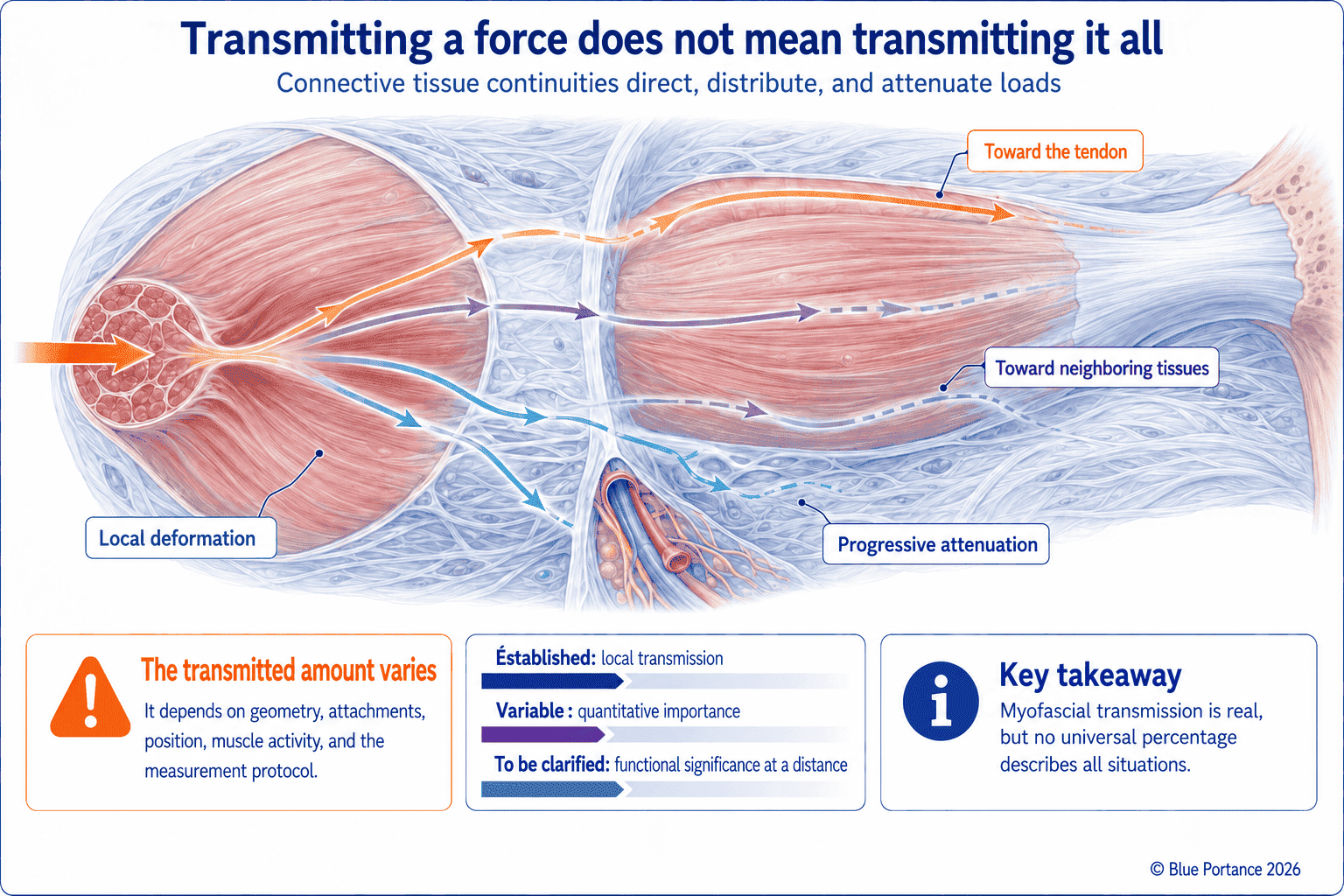 Transmission of a muscle force to the tendon and neighboring tissues, with local deformation and progressive attenuation