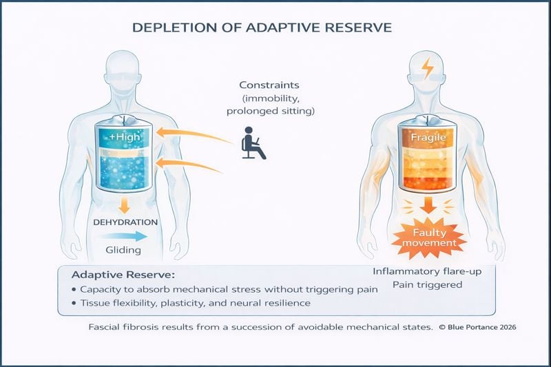Adaptive reserve depletion under chronic mechanical stress