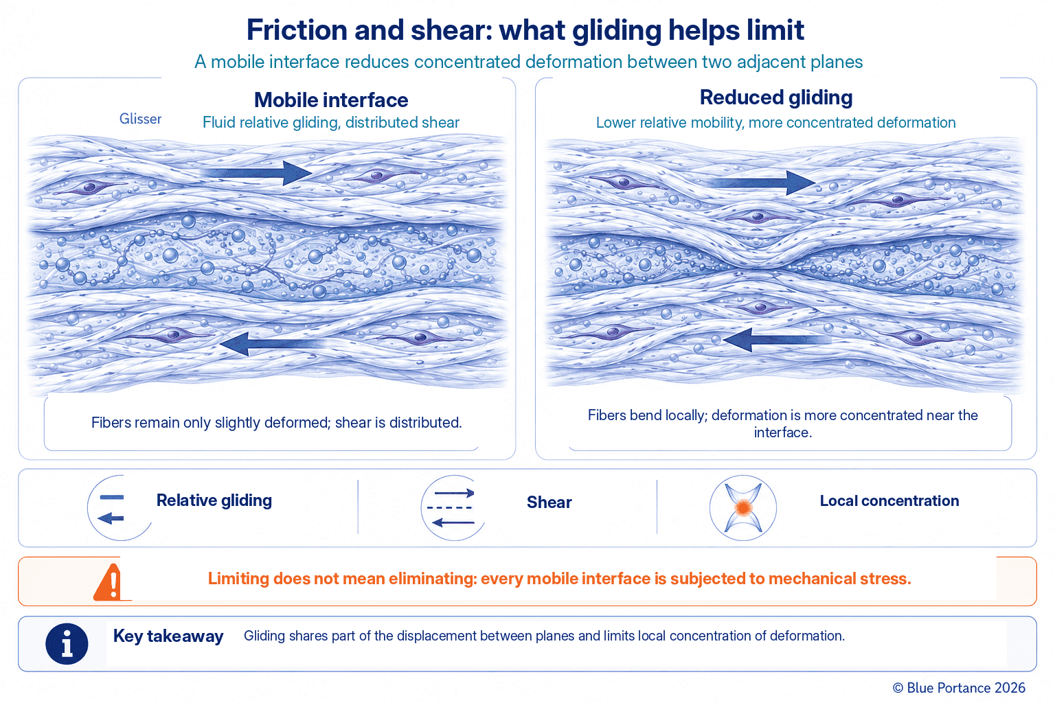 Comparison between a mobile tissue interface and reduced gliding, showing shear either distributed or concentrated
