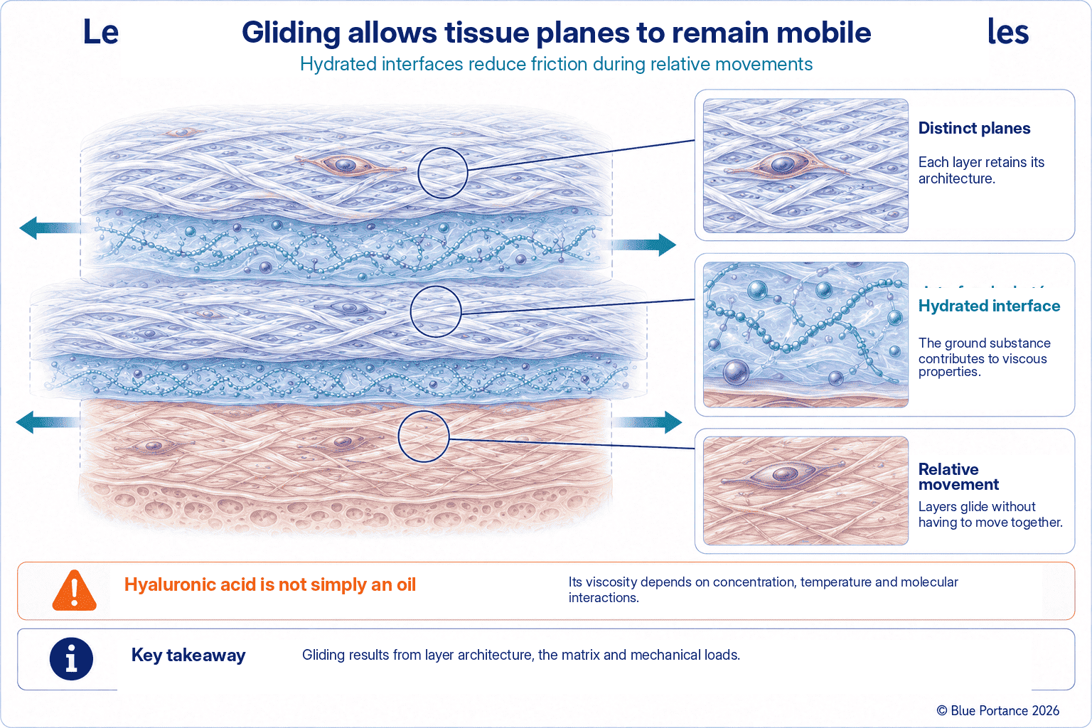 Distinct tissue planes separated by hydrated interfaces that allow their relative displacement