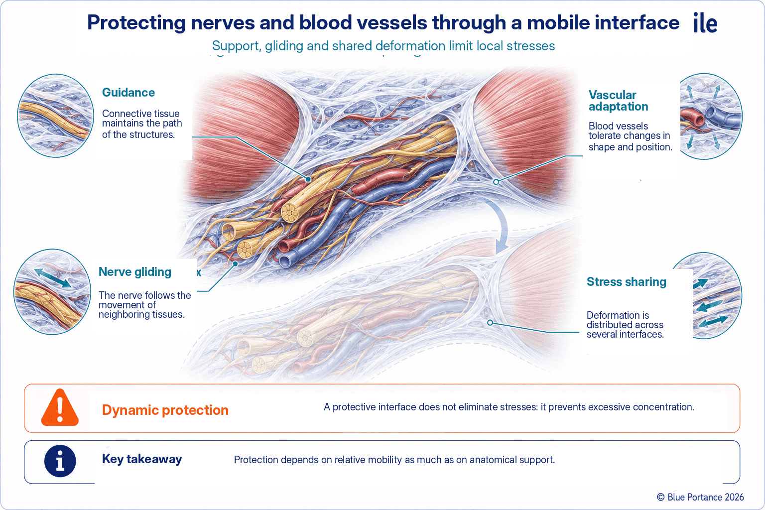 Nerves and vessels guided and supported by connective tissues that allow gliding, adaptation, and stress sharing