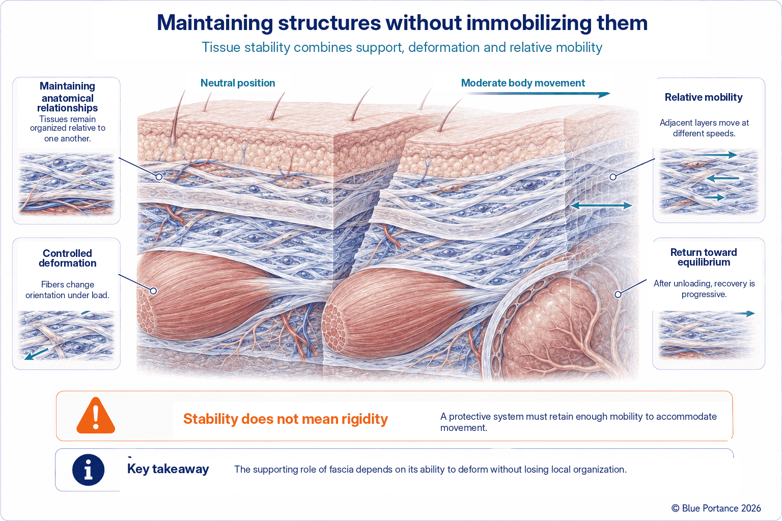 Fascial layers maintaining anatomical relationships while allowing deformation, relative mobility, and recovery