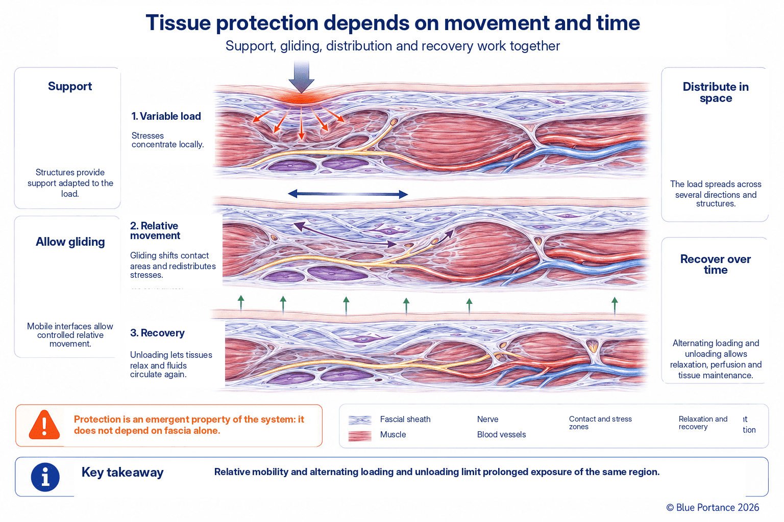 Support, gliding, stress distribution, and tissue recovery during loading and offloading cycles