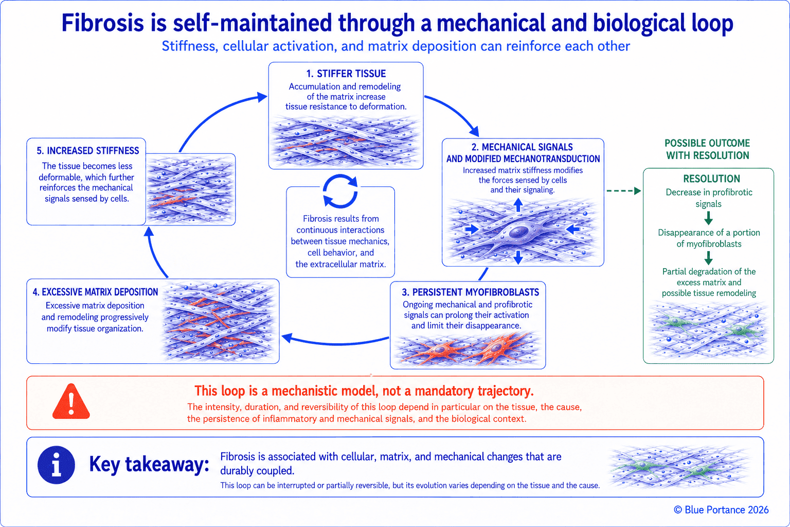 Comparison of densification, adhesion, scar, and pathological fibrosis