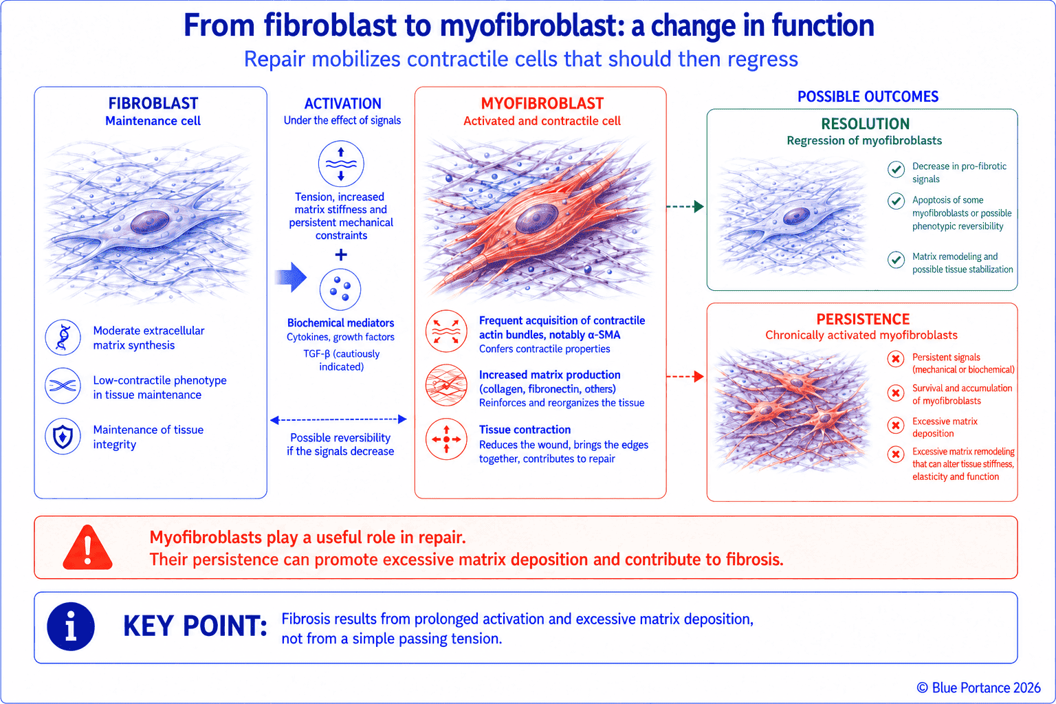 Activation of a fibroblast into a myofibroblast under the effect of biological and mechanical signals
