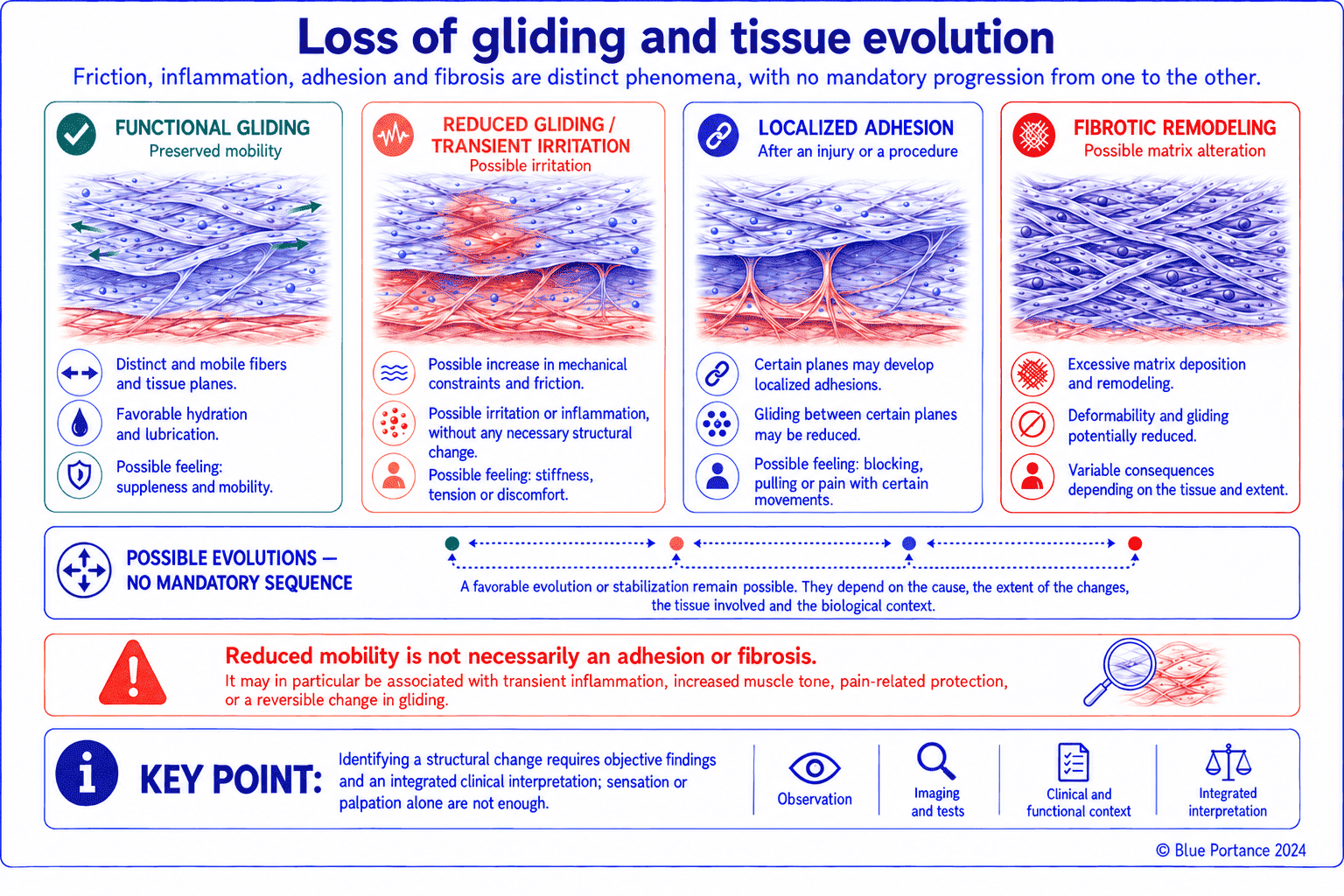 Possible effects of tissue remodeling on gliding between fascial layers