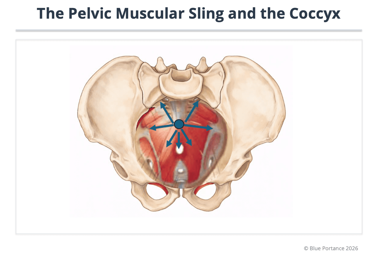 Coccyx at the center of pelvic sling tensions.