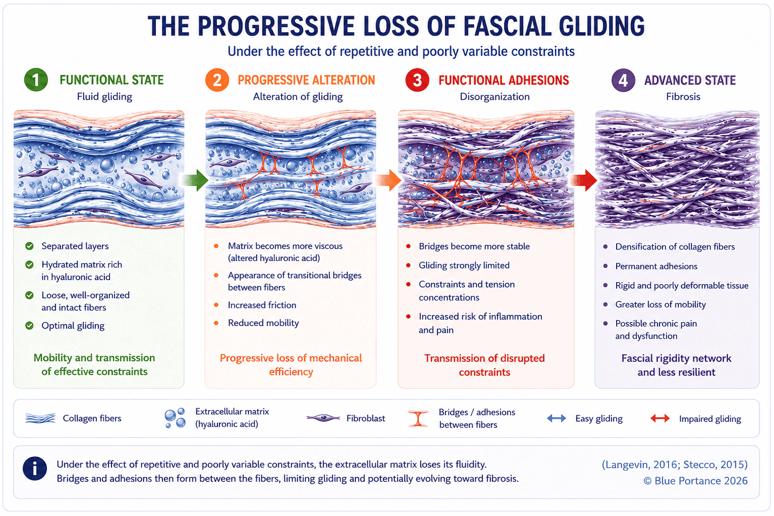 The 4 stages of progressive loss of fascial gliding: functional state (fluid gliding, hydrated matrix); progressive alteration (more viscous matrix, transient bridges); functional adhesions (limited gliding, risk of inflammation); advanced state (fibrosis, rigid tissue, possible chronic pain). Sources: Langevin 2021, Stecco 2015.