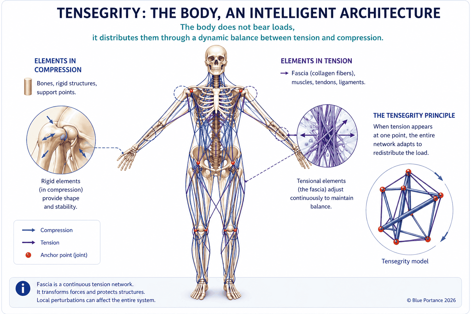 Body tensegrity: elements in compression (bones, rigid support points) and elements in tension (fascia, muscles, tendons, ligaments) dynamically balance each other. Articular zoom shows compression forces; fascial zoom illustrates constant adjustment of tensile elements; geometric tensegrity model illustrates load redistribution throughout the network when a local perturbation occurs.