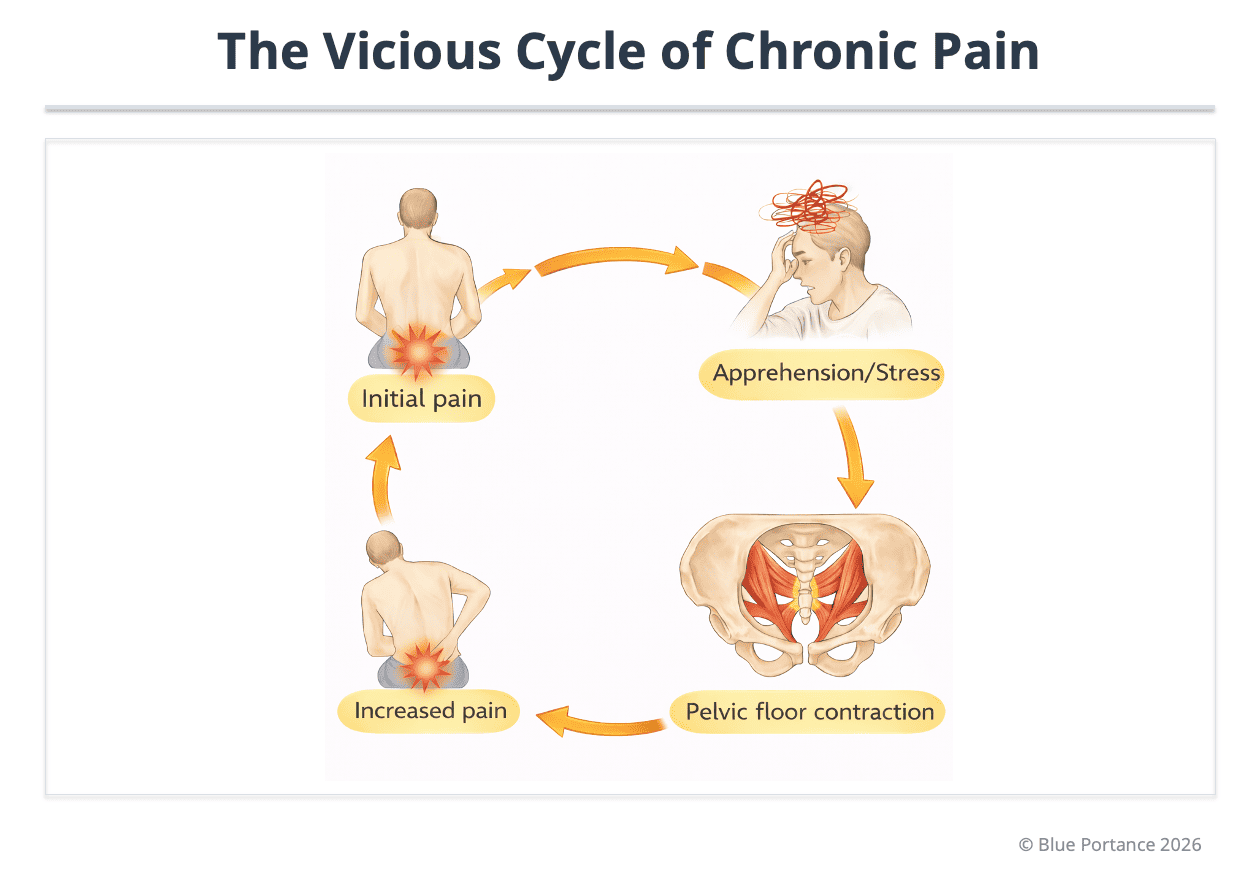 Chronic tailbone pain vicious cycle: stress, pelvic floor contraction, increased coccyx load, amplified pain
