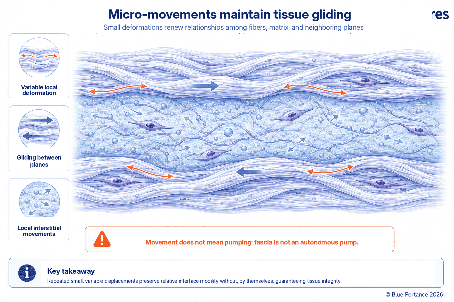 Small, variable deformations promoting gliding between tissue layers and local interstitial fluid movement