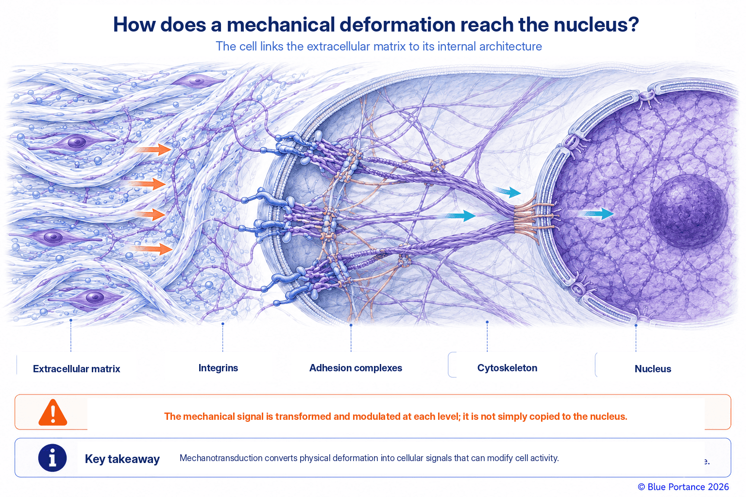 Transmission of a mechanical deformation of the matrix to the integrins, adhesion complexes, cytoskeleton, and nucleus