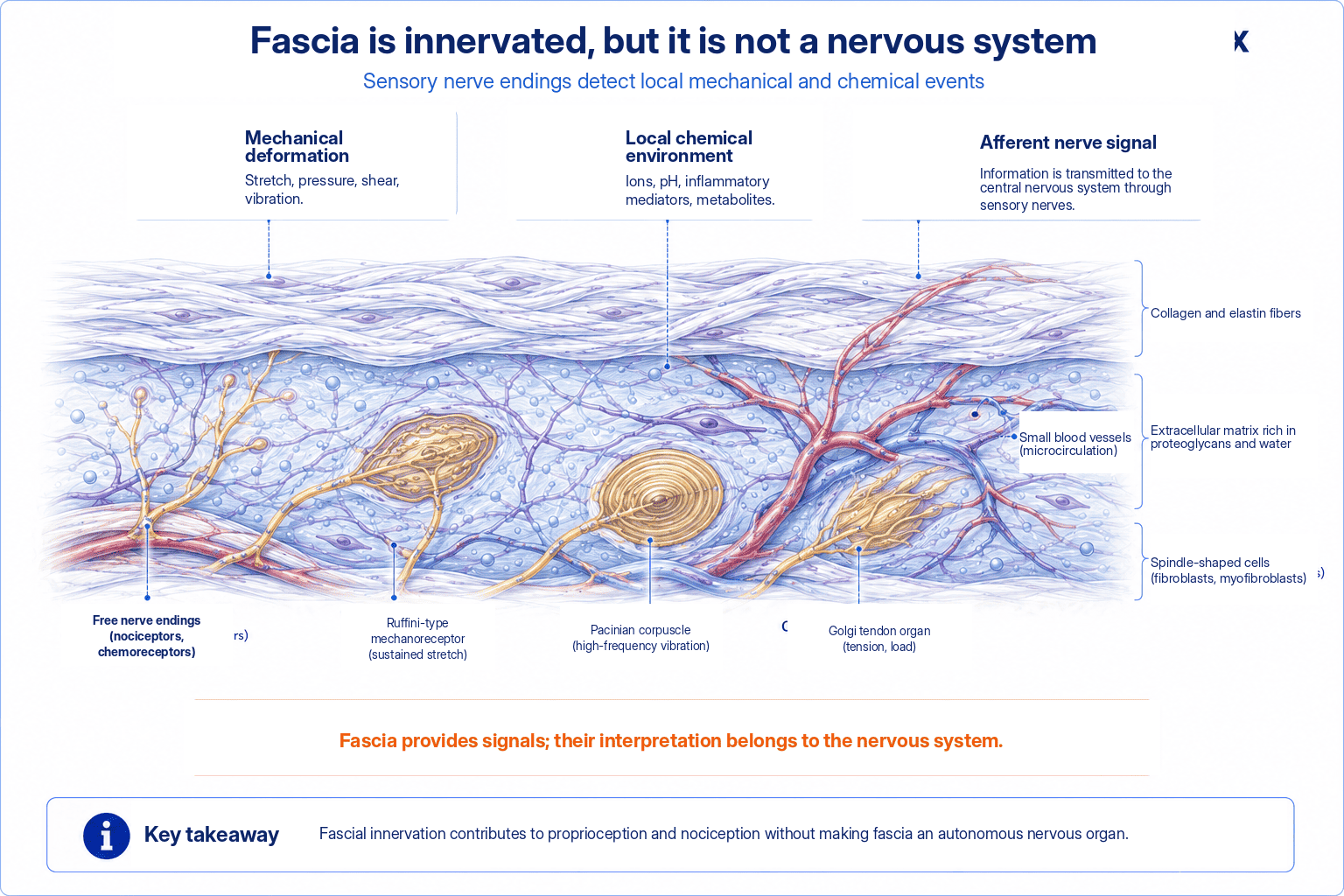 Sensory nerve endings detecting mechanical deformation and local chemical changes in fascial tissue