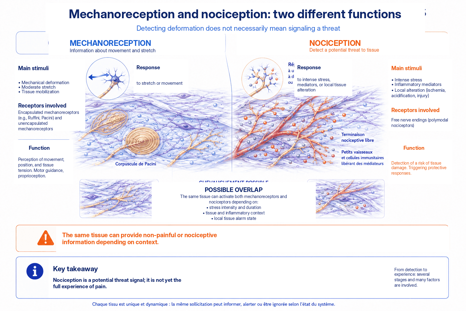 Comparison between mechanoreception of movement and nociception of a potential threat to the tissue