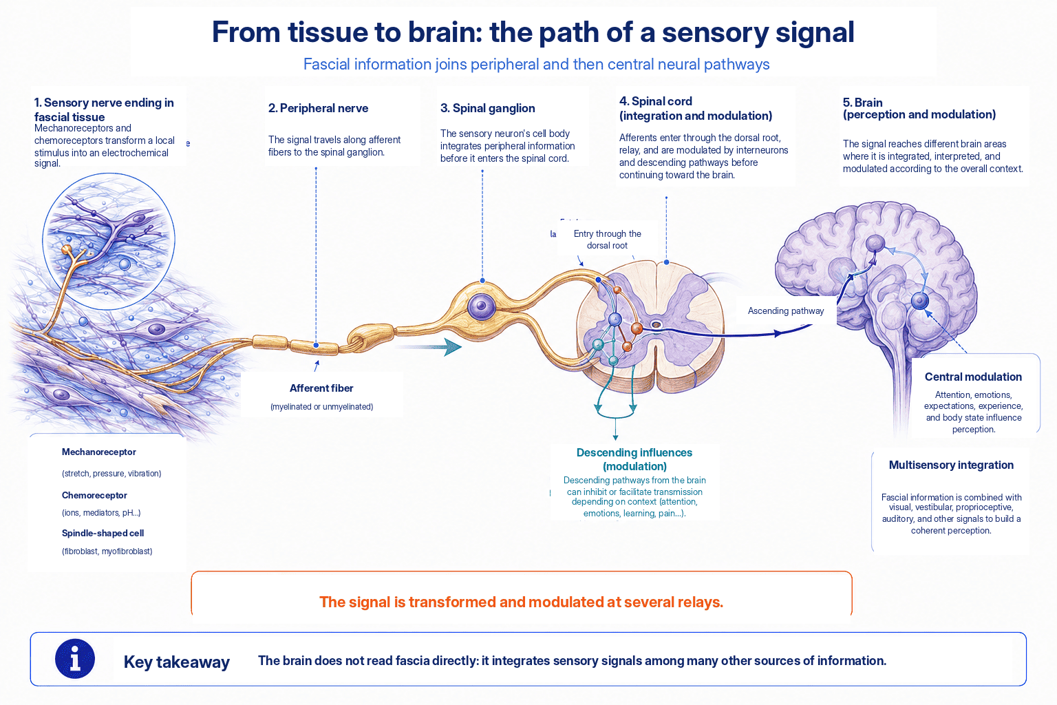 Path of a sensory signal from a fascial nerve ending to the spinal cord and the brain