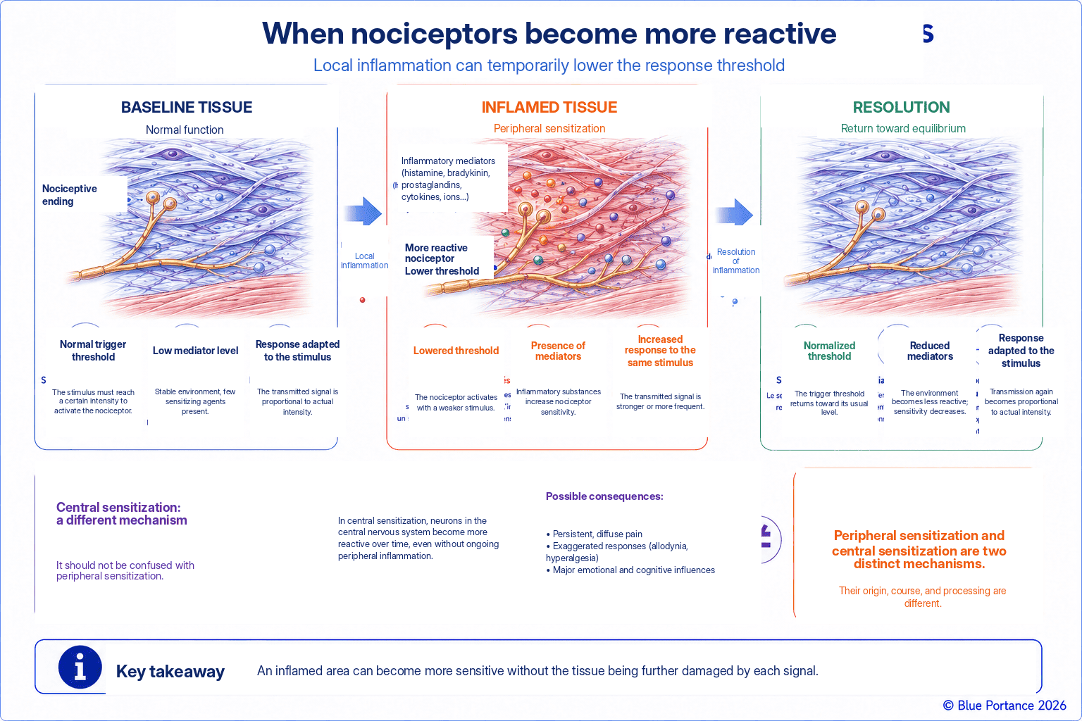 Temporary lowering of the nociceptor threshold during local inflammation, followed by a possible return to baseline
