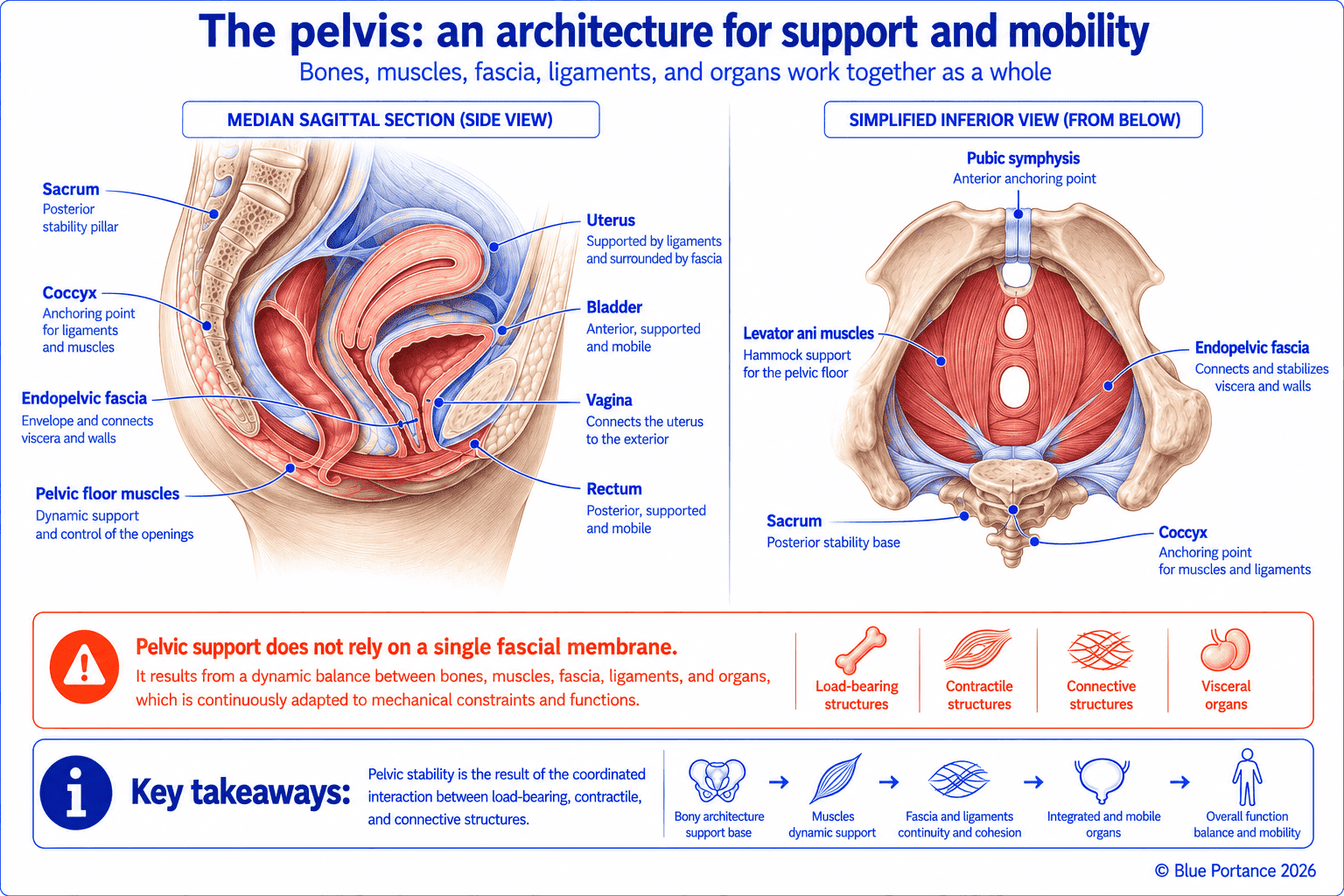 Sections of the pelvis showing the cooperation between bones, muscles, fascia, ligaments, and pelvic organs
