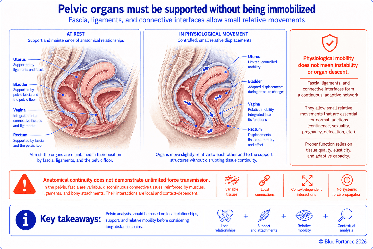 Comparison of the pelvic organs at rest and during a physiological movement, with small relative displacements