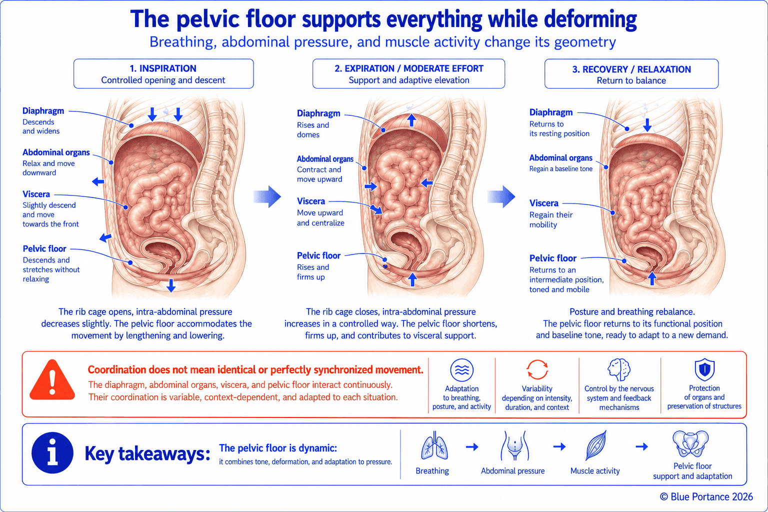 Deformation of the pelvic floor during inhalation, exhalation, or moderate exertion, followed by recovery