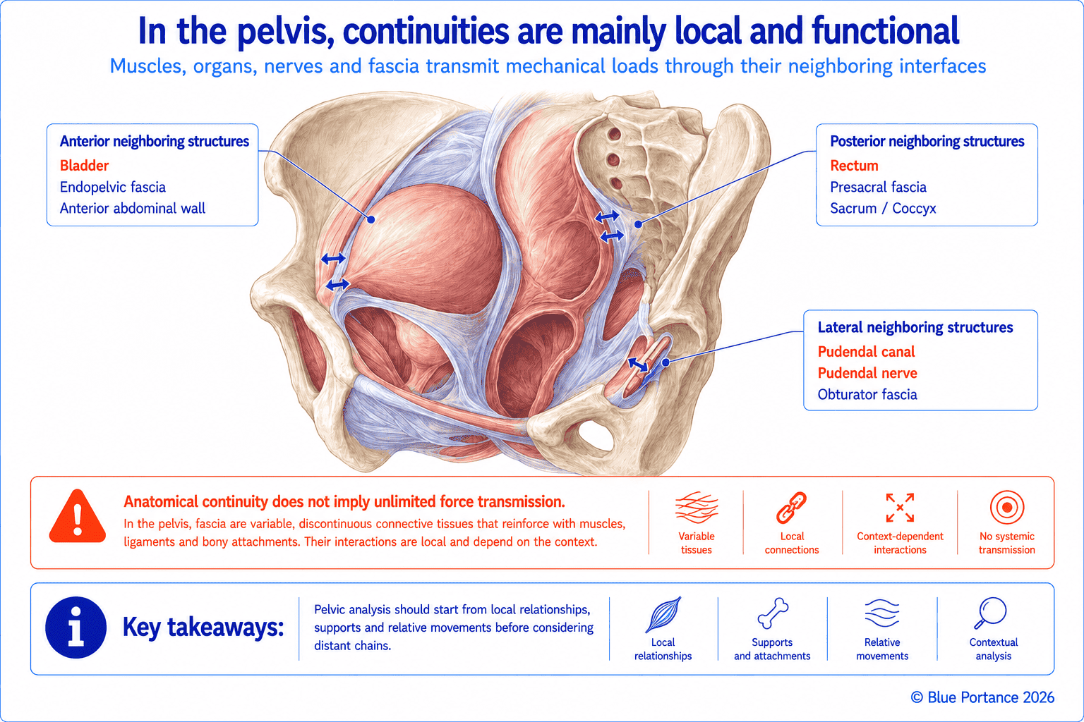 Local relationships between the bladder, rectum, sacrum, coccyx, endopelvic fascia, pudendal canal, and pudendal nerve