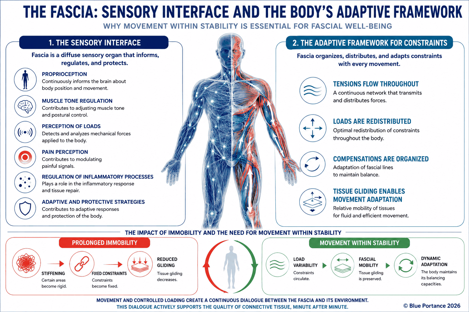 Fascia as a neuro-sensory interface and mechanical load-balancing framework: left panel shows the 6 sensory functions (proprioception, muscle tone regulation, force perception, pain modulation, inflammatory regulation, adaptation and protection); center shows anatomical cross-section of the fascial network; right panel shows the 4 mechanical functions (tension distribution, load redistribution, compensation organization, tissue gliding). Lower panel contrasts prolonged immobility (stiffening, fixed loads, reduced gliding) with movement within stability (load variability, fascial mobility, dynamic adaptation). Sources: Stecco 2015, Langevin 2021, Schleip 2012. © Blue Portance 2026