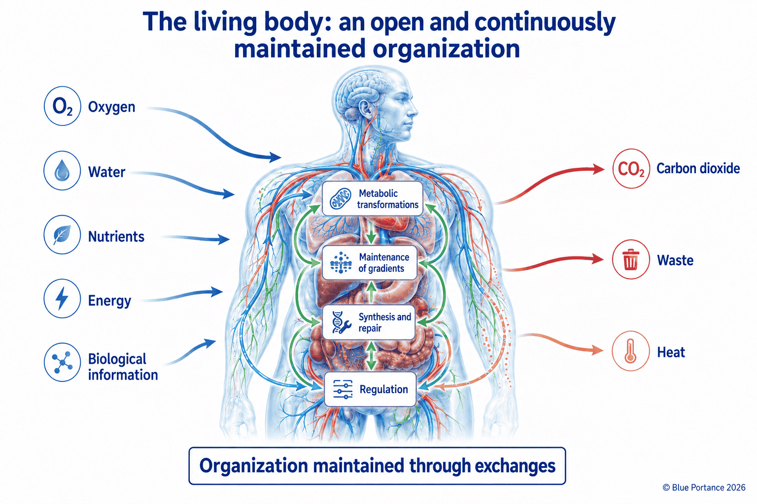 The body as an open system: inputs, internal transformations, regulation and outputs.