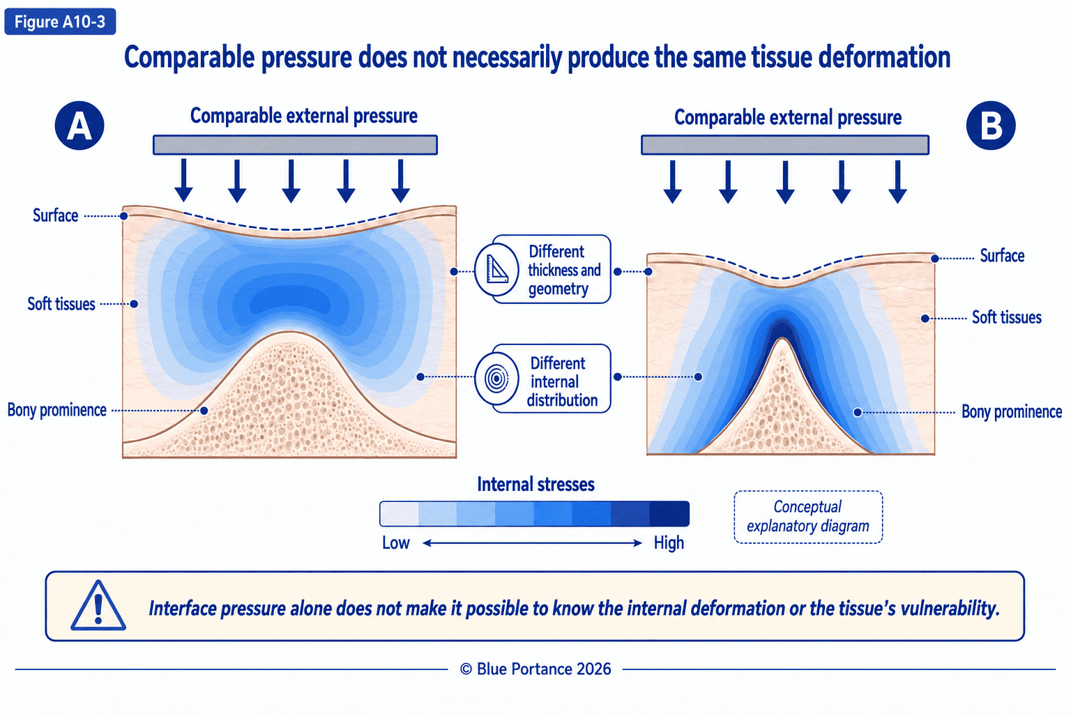 Two tissue cross-sections subjected to comparable pressure but showing different internal deformations.