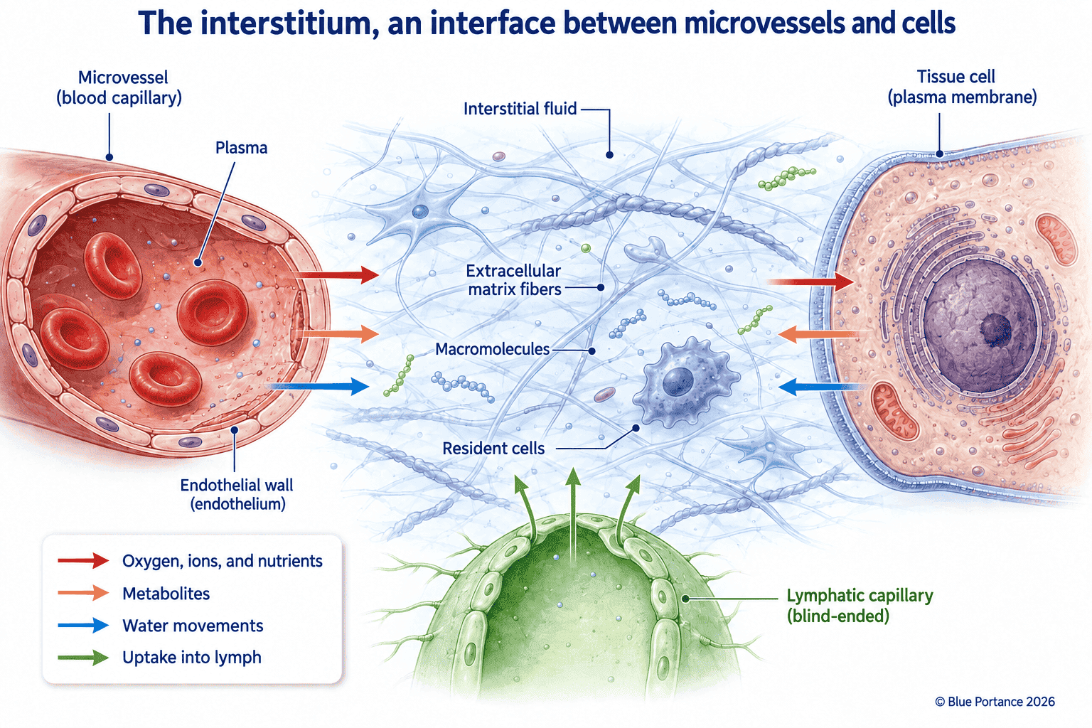 Microvessel, interstitium, tissue cell and lymphatic capillary linked by exchanges of water and solutes.