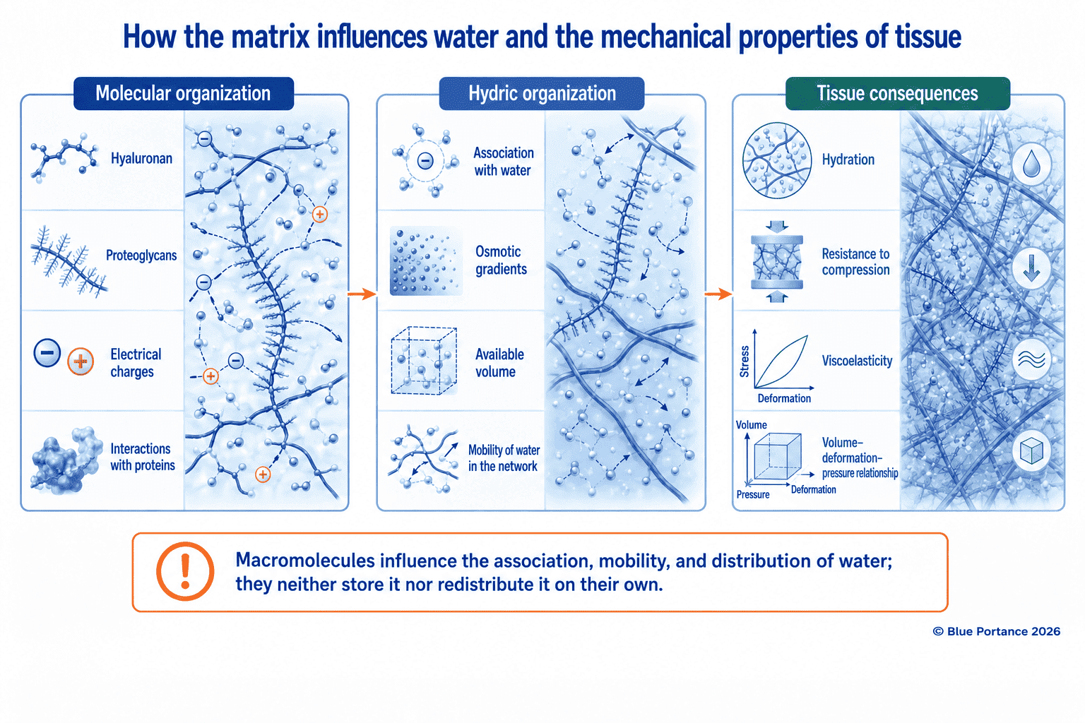 Relationships between matrix macromolecules, water organization and the mechanical properties of tissue.