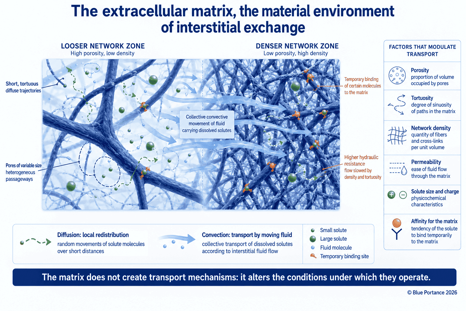 Fluid and solute movement through a porous, tortuous matrix network.