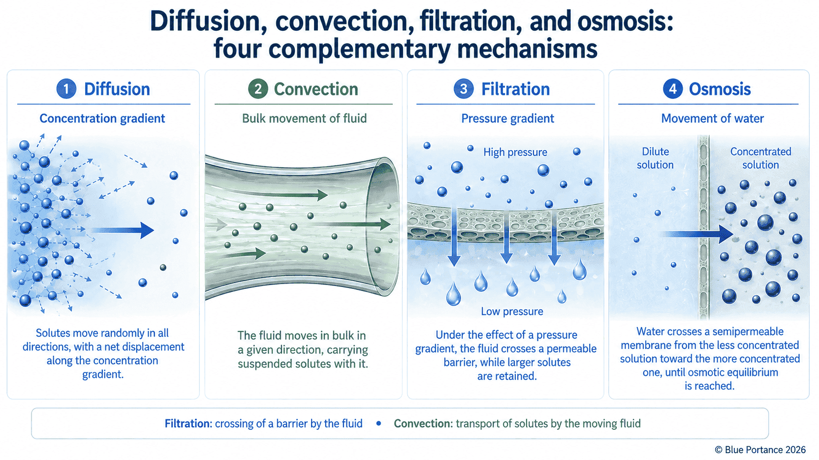 Comparison of diffusion, convection, filtration, and osmosis.