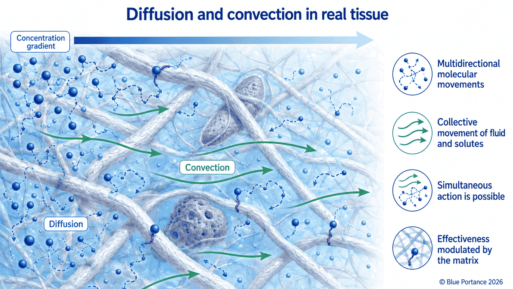 Multidirectional diffusion and collective convection in an irregular extracellular matrix.