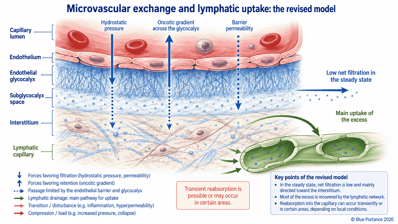 Revised Starling model with endothelial glycocalyx, net filtration, and lymphatic uptake.
