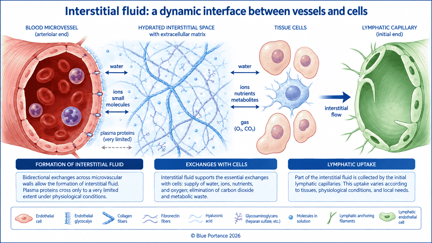 Interstitial fluid renewal between microvessels, cells and lymphatic capillaries.