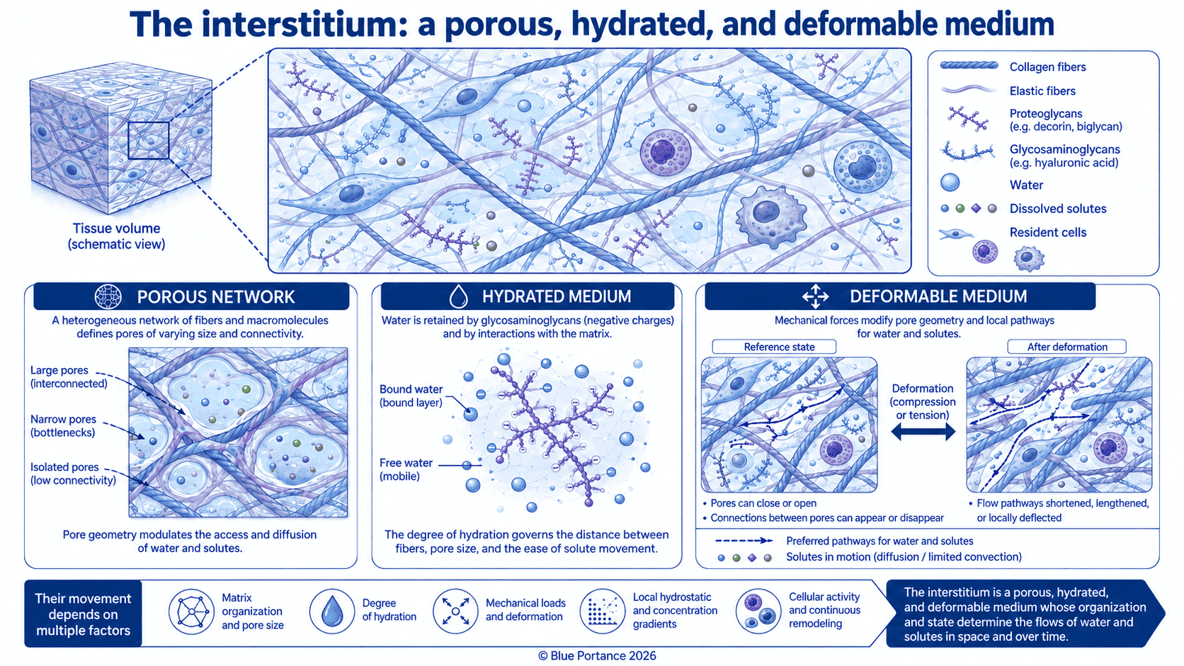 Porous interstitium made up of a hydrated matrix, fluid and cells, subjected to local deformation.